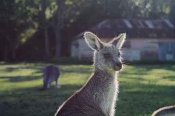 Kangaroo