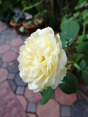 Yellow rose blooming
