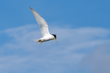The little tern flew freely in the blue sky surrounded by white clouds.