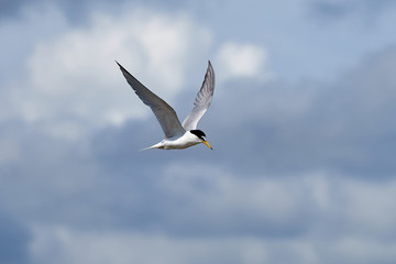 The little tern flew freely in the blue sky surrounded by white clouds.