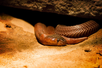 Snake, Red Spitting Cobra under rock