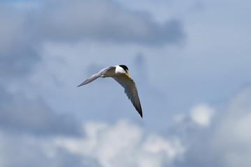 Fototapeta na wymiar The little tern flew freely in the blue sky surrounded by white clouds.