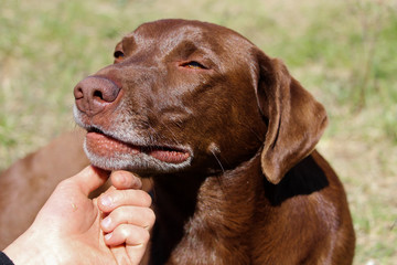 And appreciative dog getting a scratch