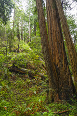 The giant trees of the Redwood Forest