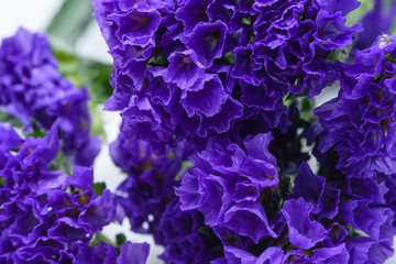 Purple cup flower macro