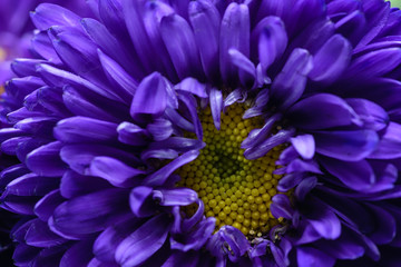 Macro dark purple flower with yellow center