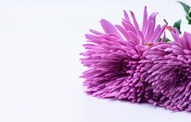 Light purple flower with unique petals