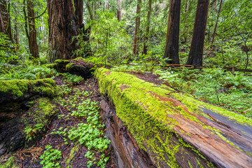 Amazing trees full of moss in the rain forest