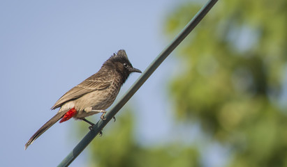 Red Vented bulbul