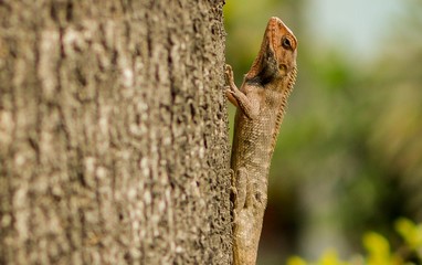 Oriental garden lizard