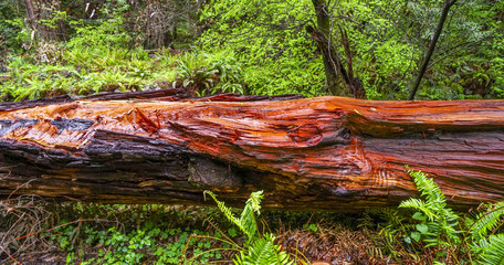 Obraz premium The beautiful red wood of the Western Red Cedar Tree
