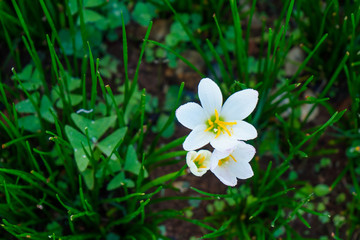Beautiful rain lily flower. Zephyranthes Lily ,Fairy Lily, Little Witches.