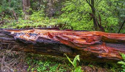 The Red Cedar Tree - the Redwood Forest