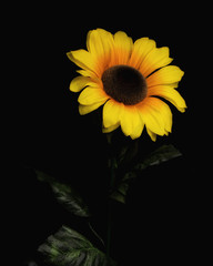 Fototapeta premium Artificial Sunflower on black background