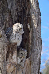 エゾフクロウの夫婦