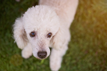 Groomed white poodle dog
