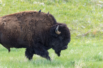Big Male Bison