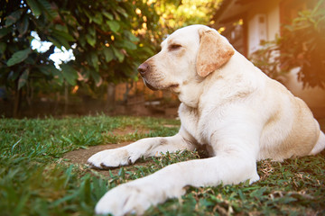 1010340 One labrador dog lay on park