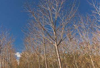 Fototapeta premium Sky and trees along the way
