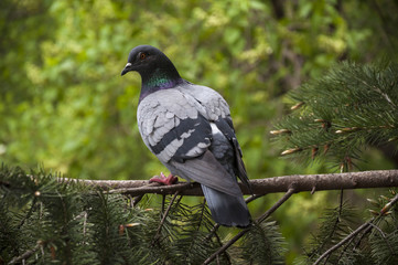 Pigeon sits on a branch