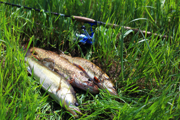 Fish and spinning close-up