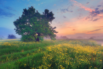 Fototapeta premium Misty blooming meadow