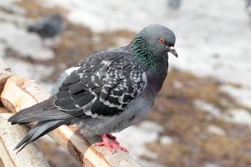 Closeup view of grey pigeon