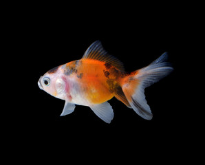 Gold fish isolated on black background