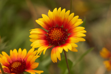 Summertime Blooming Flower
