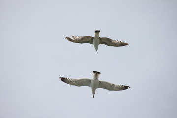 seagulls
