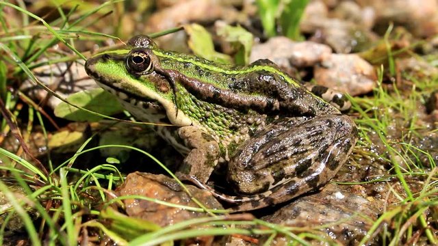 The black spotted frog hides on the quay in the grass. The color of the frog varies from camouflage brown, greenish to blackish.