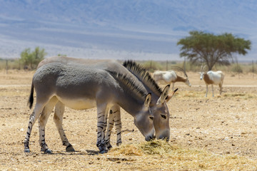 Somali wild donkey (Equus africanus). This species is extremely rare both in nature and in captivity. Nowadays it inhabits nature reserve near Eilat, Israel