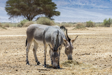 Somali wild donkey (Equus africanus). This species is extremely rare both in nature and in captivity. Nowadays it inhabits nature reserve near Eilat, Israel