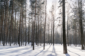Beautiful Winter Forest or Park in Snow