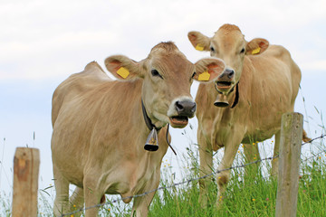 Kühe - Kälbchen - Allgäu - Wiese - neugierig