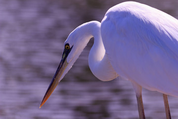 Great White Heron 3
