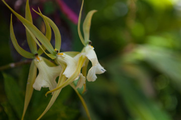 Pale Orchids