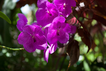 Pink Orchids