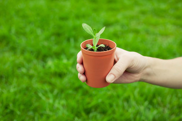 Female hands hold a young plant on background of a green grass. New life concept
