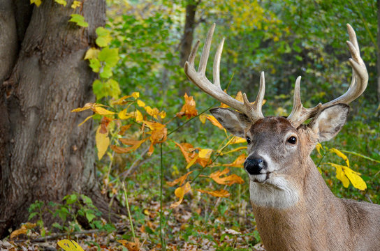 big buck with large antlers in autumn woods