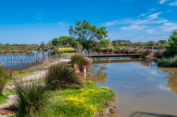 Camargue gardoise.