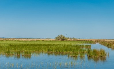 Camargue gardoise.