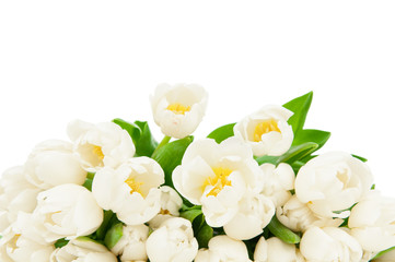 Photo of tulips isolated on white background