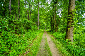 Trail at Lake Williams, in York, Pennsylvania.