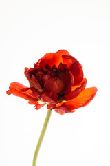 red tulip isolated