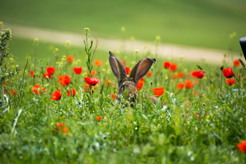 Tavşan © AhmetDogan