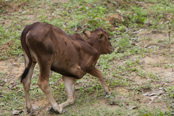 up standing jung cute brown calf