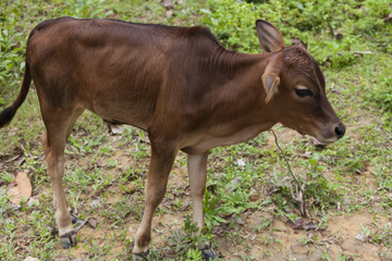 portrait of a beautieful brown calf