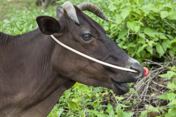 portrait of a beautieful dark brown cow with a rope through its nose