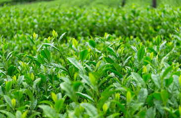 Fototapeta premium Fresh green Tea farm